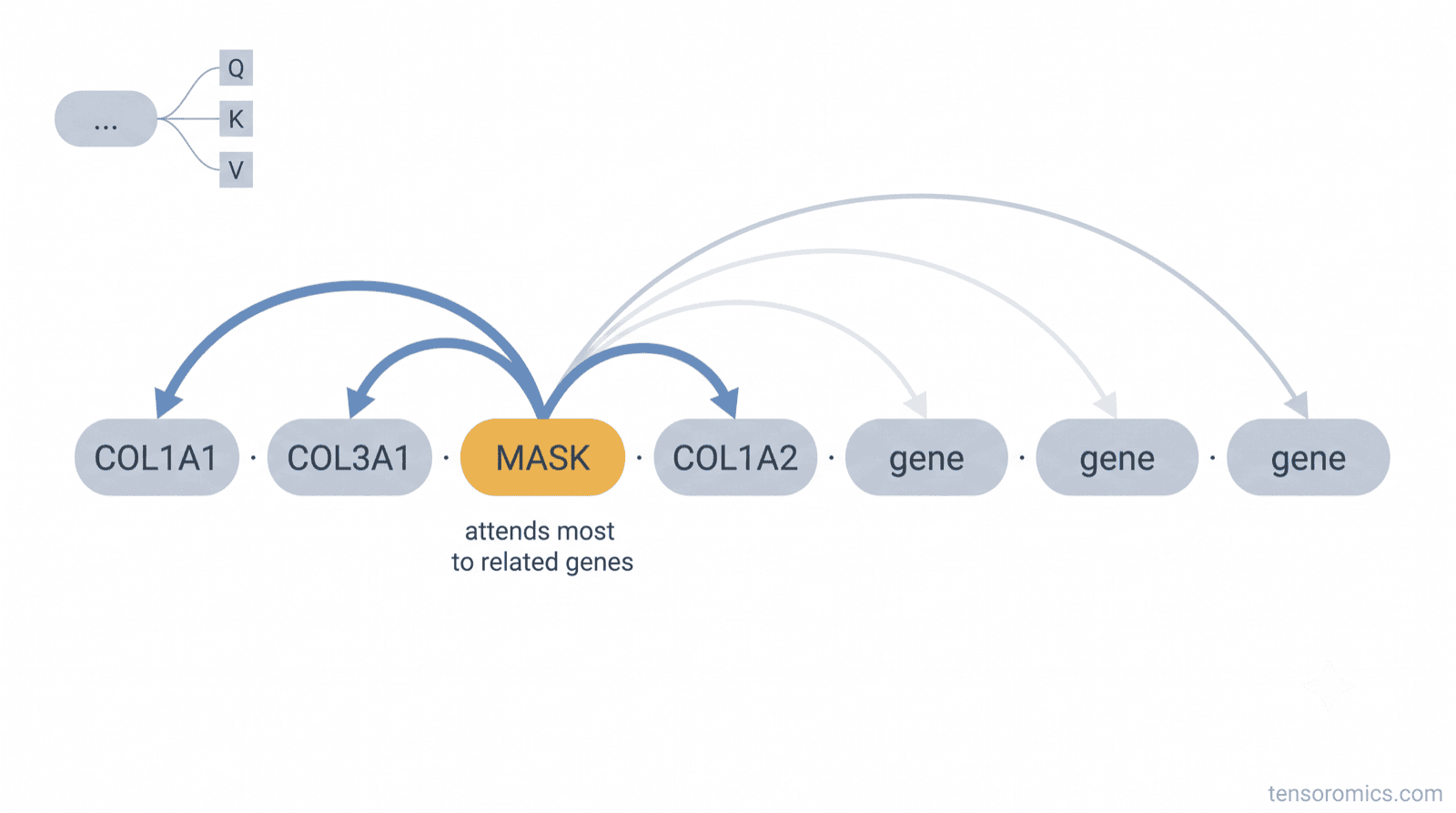 Self-attention intuition: a masked gene token sends thick attention arrows to related genes COL1A1, COL3A1 and COL1A2 and faint arrows to unrelated genes, with a query-key-value inset — how a masked gene attends to its co-expressed neighbors