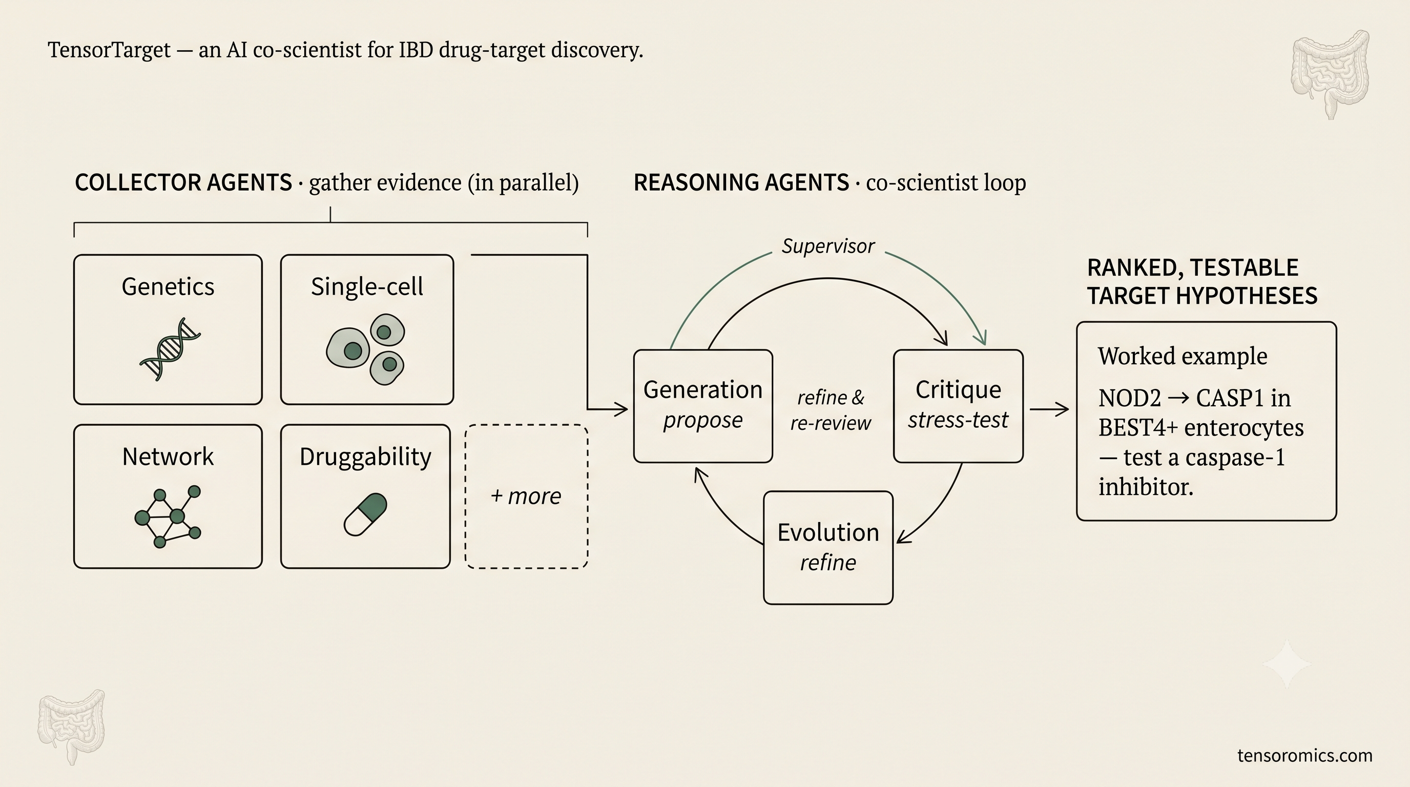 TensorTarget architecture for IBD drug-target discovery: collector agents gather evidence in parallel (genetics, single-cell, network, druggability), a co-scientist reasoning loop of generation, critique, and evolution overseen by a supervisor, producing ranked testable target hypotheses such as NOD2 to CASP1 in BEST4+ enterocytes.